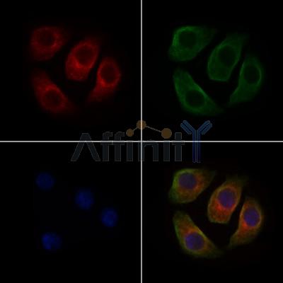 ARMCX1 Antibody - AF9014 staining Hela cells by IF/ICC.