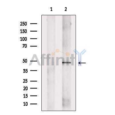 Arrdc4 Antibody - Western blot analysis of extracts from K562, using Arrdc4 Antibody.
