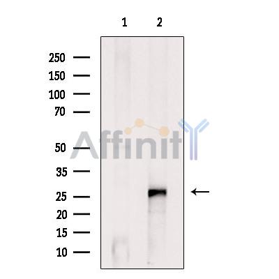 Caspase-14 Antibody - Western blot analysis of extracts from HepG2 cells, using Caspase-14 Antibody.