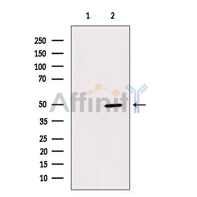 GPRC5C Antibody - Western blot analysis of extracts from K562 cells, using GPRC5C Antibody.