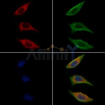 Grap Antibody - AF9079 staining Hela cells by IF/ICC.