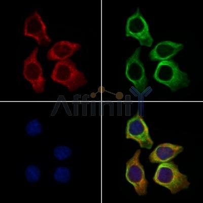 PSG3 Antibody - DF10179 staining HepG2 cells by IF/ICC.