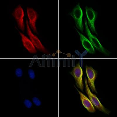 DNER Antibody - DF10181 staining HepG2 cells by IF/ICC.