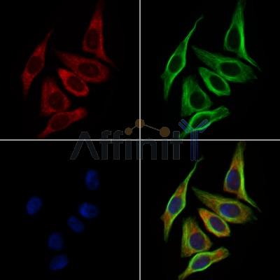 GPR182 Antibody - DF10215 staining HepG2 cells by IF/ICC.