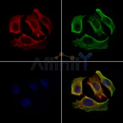 OPSB Antibody - DF10234 staining Hela cells by IF/ICC.