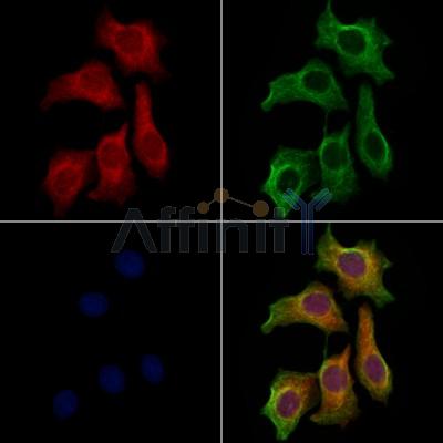 Lgi1 Antibody - DF13285 staining HepG2 cells by IF/ICC.