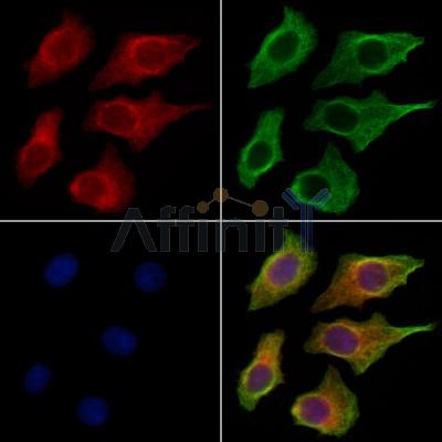 Kallikrein 9 Antibody - DF13306 staining HepG2 cells by IF/ICC.