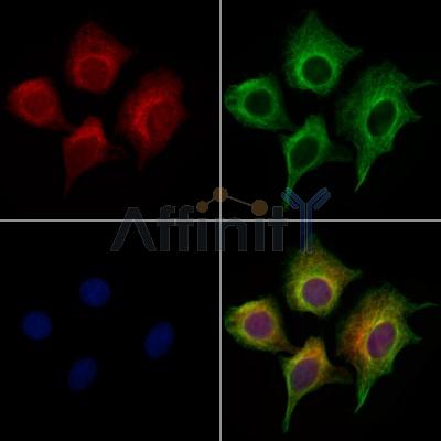 Apelin Antibody - DF13350 staining HepG2 cells by IF/ICC.