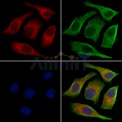 KCNC3 Antibody - DF13352 staining HepG2 cells by IF/ICC.