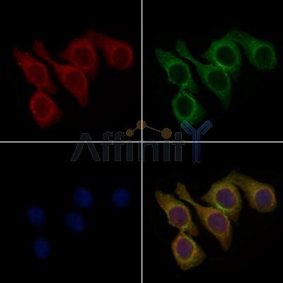 Repulsive Guidance Molecule A Antibody - DF13622 staining Hela cells by IF/ICC.