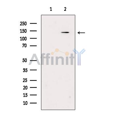 USP48 Antibody - Western blot analysis of extracts from Mouse  kidney, using USP48 Antibody.