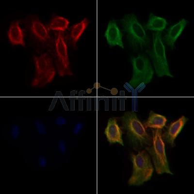 OR5AN1 Antibody - DF2830 staining Hela cells by IF/ICC.