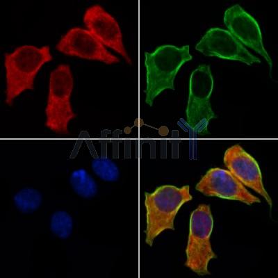 TUBGCP6 Antibody - DF4077 staining HepG2 cells by IF/ICC.