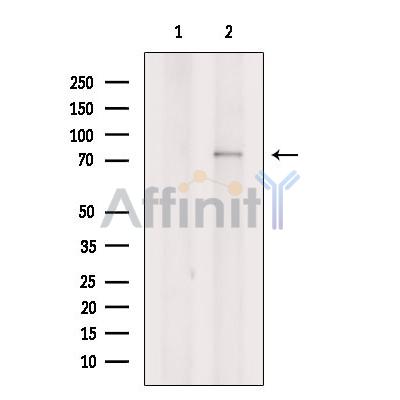 SIX5 Antibody - Western blot analysis of extracts from MCF7, using SIX5 Antibody.