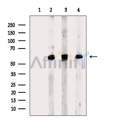 MRPS30 Antibody - Western blot analysis of extracts from various samples, using MRPS30 Antibody.