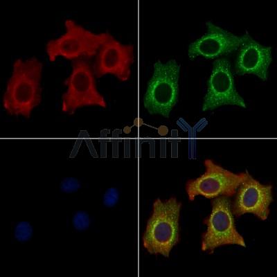 TFPI Antibody - DF6511 staining HepG2 cells by IF/ICC.