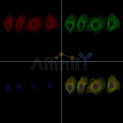 SLC16A4 Antibody - DF7145 staining HepG2 cells by IF/ICC.