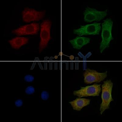 S100A11 Antibody - DF7368 staining HepG2 cells by IF/ICC.