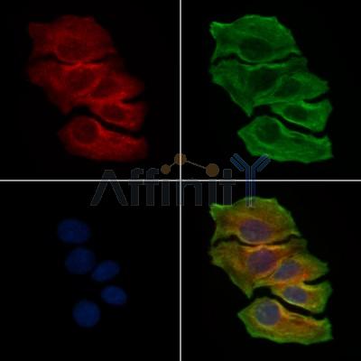 NLRP3 Antibody - DF7438 staining RAW264.