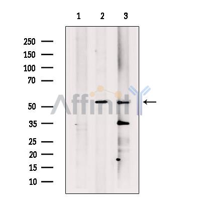 Pannexin-3 Antibody - Western blot analysis of extracts from various samples, using Pannexin-3 Antibody.