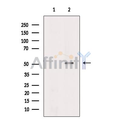 NARF Antibody - Western blot analysis of extracts from Rat  lung, using NARF Antibody.