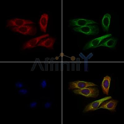 OR2A25 Antibody - DF8690 staining Hela cells by IF/ICC.