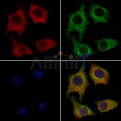 IFIT3 Antibody - DF8963 staining HepG2 cells by IF/ICC.