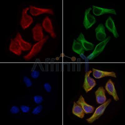 WNT11 Antibody - DF9039 staining HepG2 cells by IF/ICC.