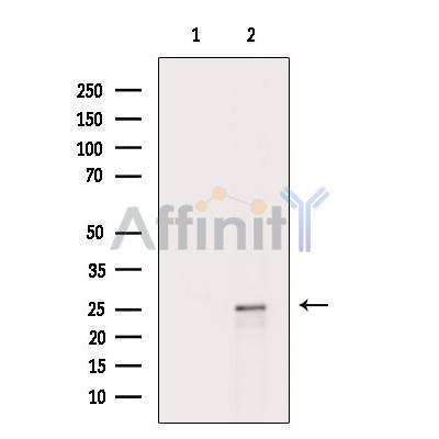 WNT9A Antibody - Western blot analysis of extracts from HepG2 cells, using WNT9A Antibody.