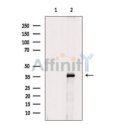 HOXD13 Antibody - Western blot analysis of extracts from 293, using HOXD13 Antibody.