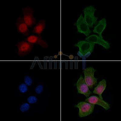 NKX22 Antibody - DF9587 staining HepG2 cells by IF/ICC.