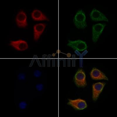 MOT6 Antibody - DF9634 staining Hela cells by IF/ICC.