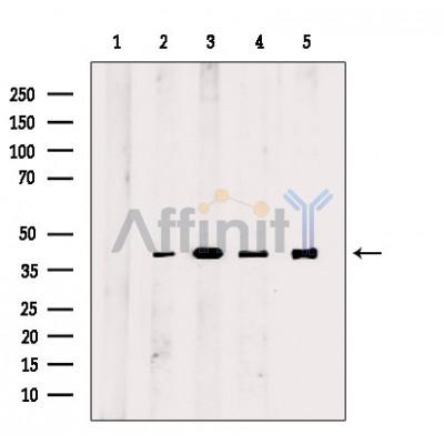 actin Antibody - Western blot analysis of various lysates, using actin Mouse Monoclonal Antibody.