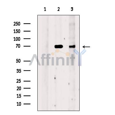 NUR77 Antibody - Western blot analysis of extracts from various samples, using Nur77 Antibody.
