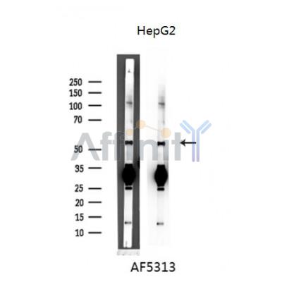 Cyclin A1 Antibody - Western blot analysis of extracts from HepG2 cells, using Cyclin A1 Antibody.