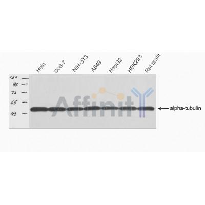 Tubulin alpha Antibody - Western blot analysis of Tubulin alpha expression in various sample.