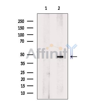 Phospho-GSK3 beta (Ser9) Antibody - Western blot analysis of extracts from COS-7 cells, using Phospho-GSK3 beta (Ser9) Antibody.