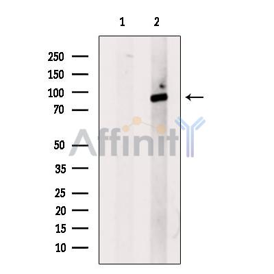 Phospho-IKK beta (Tyr188) Antibody - Western blot analysis of extracts from Hela cells, using Phospho-IKK beta (Tyr188) Antibody.