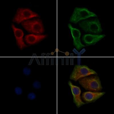Phospho-Src (Tyr527)[Tyr530] Antibody - AF3161 staining HepG2 cells(30min of 4uM Forskolin treatment) by IF/ICC.