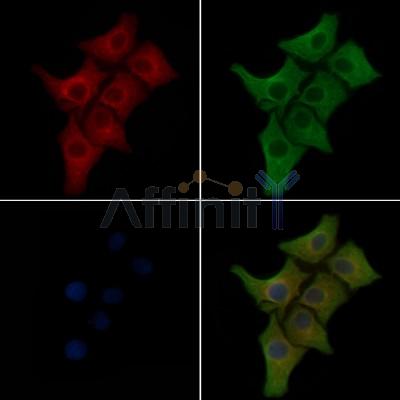 COX IV Antibody - AF5468 staining HepG2 cells(30min of 4uM Forskolin treatment) by IF/ICC.
