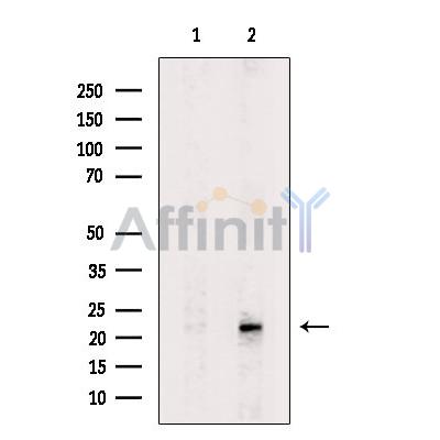 Tim23 Antibody - Western blot analysis of extracts from MCF7 cells, using Tim23 Antibody.