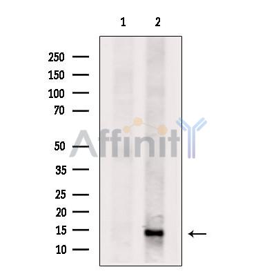 DNAJC19 Antibody - Western blot analysis of extracts from Mouse muscle, using DNAJC19 Antibody.