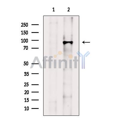 COG3 Antibody - Western blot analysis of extracts from MDA-MB-231 cells, using COG3 Antibody.