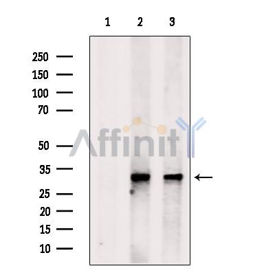 ERGIC1 Antibody - Western blot analysis of extracts from various samples, using ERGIC1 Antibody.