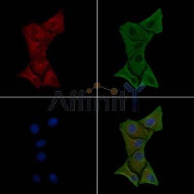 ITGA2 Antibody - DF2540 staining HepG2 cells(30min of 4uM Forskolin treatment) by IF/ICC.
