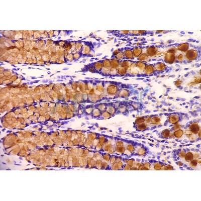 MUC2 Antibody - DF8390 at 1/100 staining rat colon tissue by IHC-P.