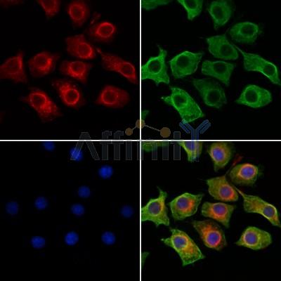 PI3K p85 alpha Antibody - AF6241 staining HepG2 cells by IF/ICC.