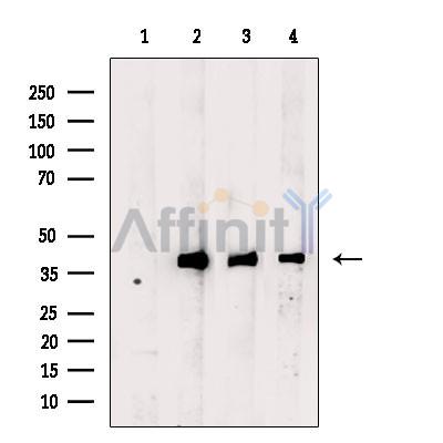 beta Actin Antibody - Western blot analysis of extracts from various samples, using beta Actin Antibody.