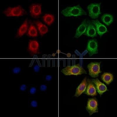 ITLN1 Antibody - DF12413 staining HepG2 cells by IF/ICC.