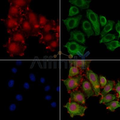 DZIP1 Antibody - DF12601 staining HepG2 cells by IF/ICC.